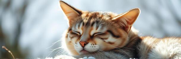Cat resting peacefully in warm sunlight on a chilly day in a serene outdoor setting photo