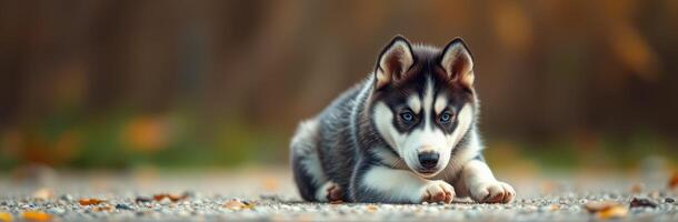 Cute husky puppy lying on gravel with autumn leaves in the background during golden hour photo