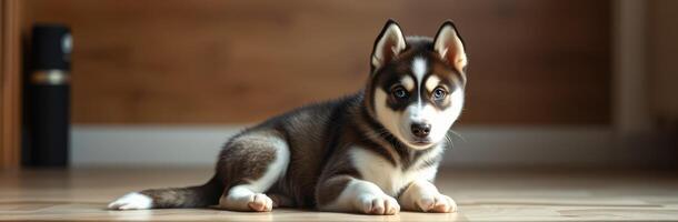 Cute husky puppy lying on wooden floor in cozy indoor setting during daytime photo