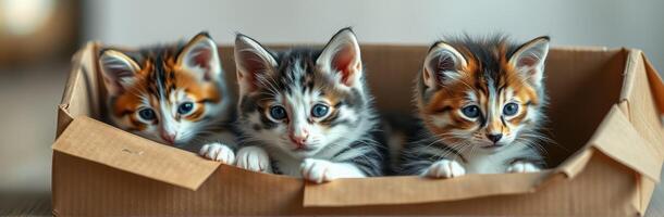 Three playful kittens explore a cardboard box in a cozy indoor setting during daylight hours photo