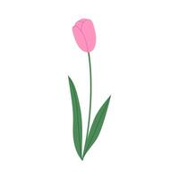 Pink tulip with green leaves isolated on white background. Hand drawn illustration. vector