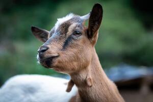 charming portrait of a dwarf goat photo