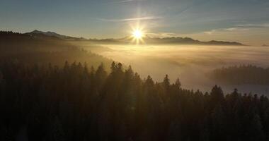 A serene sunrise unveils a misty, lush forest, creating a tranquil and enchanting landscape video