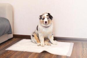 Aussie Australian Shepherd puppy sits on a clean diaper spread on the floor and looks at the camera. Teaching the dog to clean the toilet. Puppy toilet trai photo
