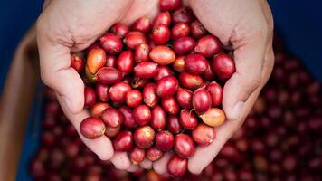 Red coffee red cherry coffee bean in hands photo
