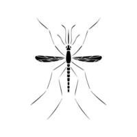 Mosquito isolated on white background. vector