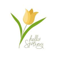 Flower, yellow tulip. Hello spring. Lettering, phrase, hand lettering. Drawing, graphics, isolated on white background. vector
