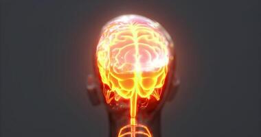 Exploration of brain anatomy with detailed features and structures video