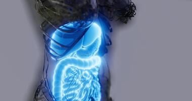 Detailed overview of human digestive system anatomy in clear visualization video
