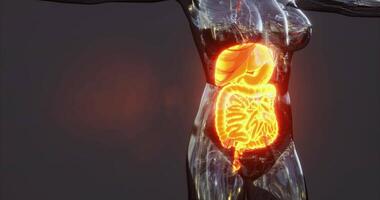 Overview of human digestive system anatomy with key organs video