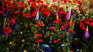 Vibrant wildflower meadow with red poppies and blue blossoms in springtime video