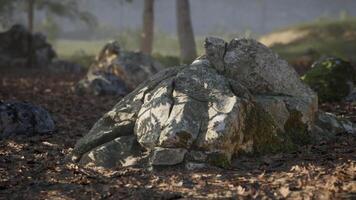 Sunlight casting shadows on a mossy rock in a serene forest setting video