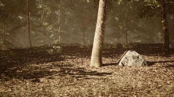 A serene forest scene with a tree and rock surrounded by fallen leaves video
