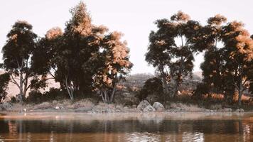 Tranquil lakeside view featuring lush trees and serene waters at dusk video