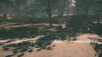 Sunlight filters through trees, casting shadows on a forest road in autumn video