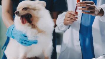 A white dog being examined by a vet video