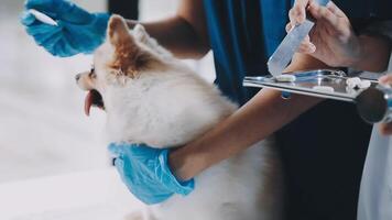 A dog being examined by a vet video