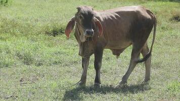 A cow standing in a field with a rope tied to it video