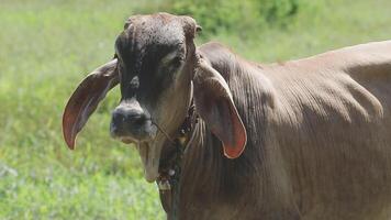 A cow with a large earring standing in a field video