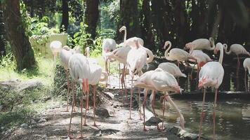 Many pink flamingos are standing in the water video