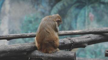 A monkey sitting on a branch in a zoo video
