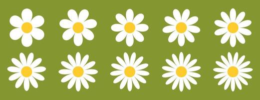 White Daisy Chamomile on green background, floral illustration with Chamomile flowers of different petal counts 6 to 15. Summer nature design for textiles, prints vector