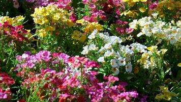 Vancouver Island Butchart Gardens Canada Victoria Vibrant flower garden in full bloom with colorful asters, sunflowers, and lush greenery on a sunny day, seasonal floral diversity video
