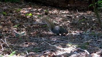A squirrel chases another away while perched on a mossy log in a sunny forest clearing video