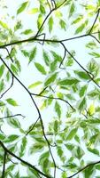Close up. The sun shines through the leaves of the tree. Green leaf macro in summer day sun rays on blurred abstract bokeh with flare background. Backlight sky. Sunlight Lens Flare. Nature video