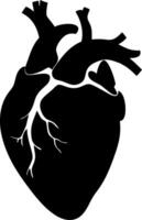 Anatomical Heart Silhouette Illustration for Medical and Artistic Use vector