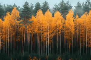 Autumn Forest Serenity Vibrant Yellow Trees against Misty Pines for Nature Prints photo