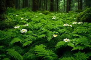 Peaceful Forest with Daisies and Ferns Nature Tranquility Concept for Print and Card Design photo