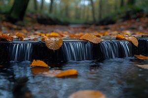 Tranquil Autumn Stream with Fallen Leaves in Woodland Setting for Nature Prints photo