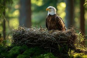Majestic Bald Eagle Nesting in Lush Forest Habitat - Wildlife Conservation Theme photo