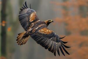 Majestic Golden Eagle in Flight Over Autumn Forest photo