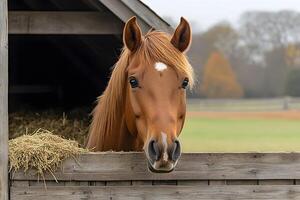 Serene Chestnut Horse in Pasture Barn - Equine Photography for Rustic Decor photo