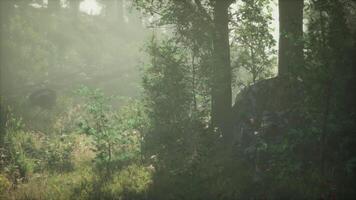 Morning light filters through trees in a serene forest setting in spring video