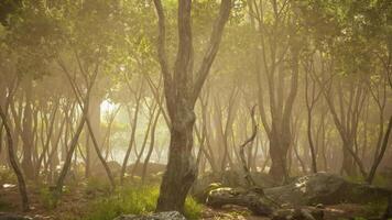 Sunlight filters through the calm forest at dawn, creating serenity video