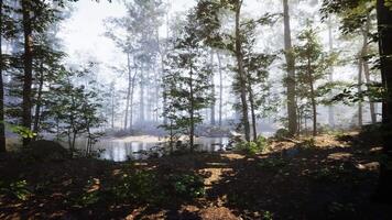 Misty forest landscape with trees reflecting in a tranquil pond at dawn video