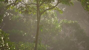 Sunlight filters through lush foliage in a serene jungle during early morning video