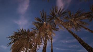 Palms reaching towards the evening sky in a tropical location at dusk video