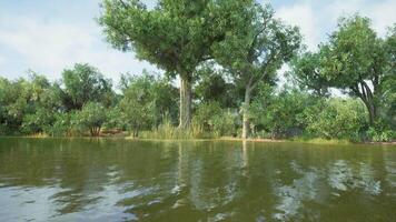 Lush green trees reflecting in tranquil water near a serene nature reserve video