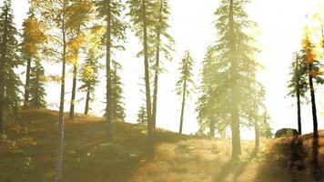 Golden sunlight filters through tall pine trees in a serene forest landscape video