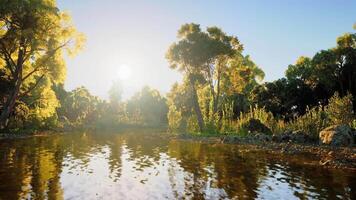 Tranquil riverside view during sunrise showcasing lush greenery and calm waters video