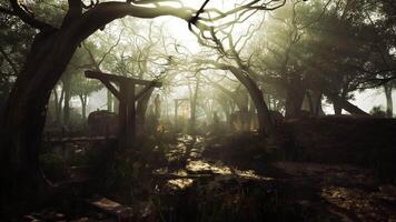 Mysterious forest path illuminated by sunlight filtering through trees video