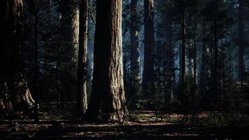 Majestic sequoia trees towering under a forest canopy at dusk video