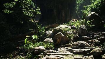 Exploring lush green terrain with rocks and plants in Thailands wilderness video