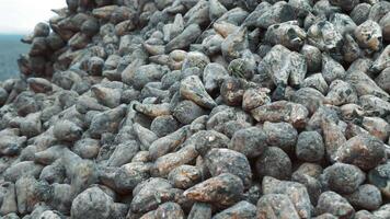 Pile of freshly harvested sugar beets, Close-up of a large pile of freshly harvested sugar beets in a field. video