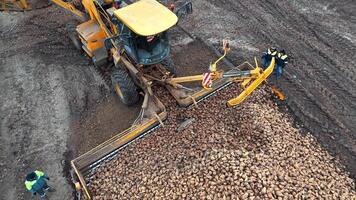 Harvesting machine loading sugar beets on muddy field, Aerial view of a machine loading sugar beets in a muddy field with workers observing. video