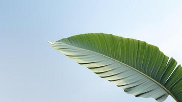 sky big leaf on white photo